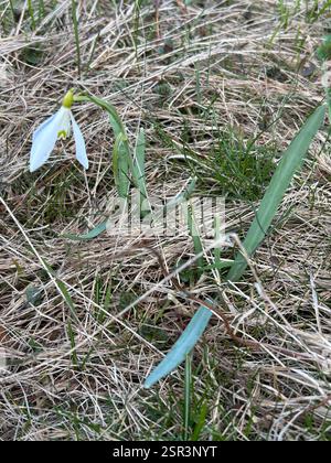 Gemeiner Schneeglöckchen (Galanthus nivalis), Plantae, Gorczanski Park Narodowy, Niedźwiedź, Kleinpolen, PL Stockfoto