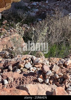 Kugelkakteen, Mondscheinkakteen, Fackelkakteen und Verbündete (Cactoideae), Plantae, Grand Canyon National Park, Williams, AZ, USA Stockfoto