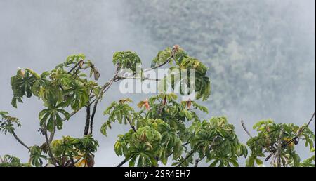 Guarumbo-Baumkronen, Cecropia obtusifolia, aus dem peruanischen Amazonasgebiet Stockfoto