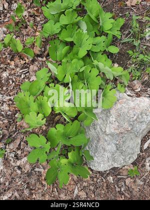 Witch Hazel Leaf Powder - Appalachian Mountains Wild Harvest