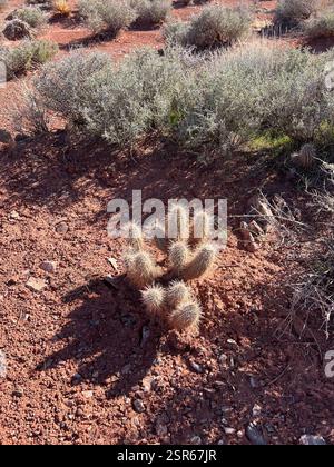 Kugelkakteen, Mondscheinkakteen, Fackelkakteen und Verbündete (Cactoideae), Plantae, Grand Canyon National Park, Williams, AZ, USA Stockfoto