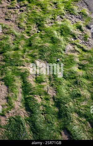 Algen am Strand in Penarth, Südwales, Großbritannien Stockfoto