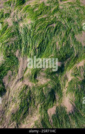 Algen am Strand in Penarth, Südwales, Großbritannien Stockfoto