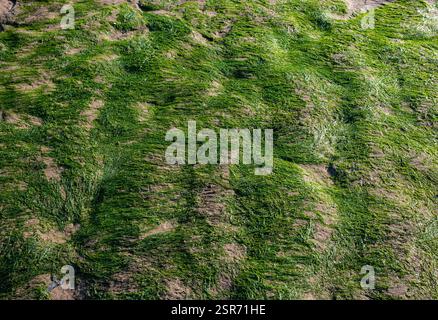 Algen am Strand in Penarth, Südwales, Großbritannien Stockfoto