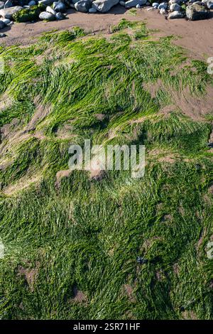 Algen am Strand in Penarth, Südwales, Großbritannien Stockfoto