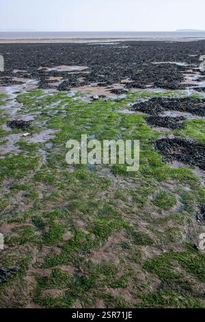 Verschiedene Arten von Algen am Strand in Penarth, Südwales, Großbritannien Stockfoto