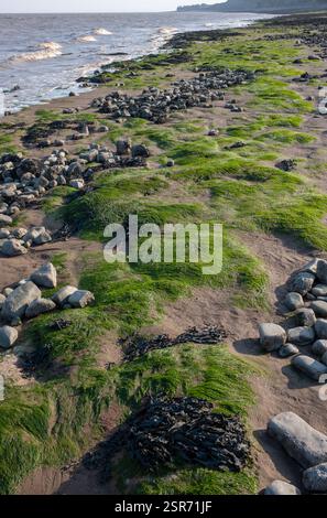 Algen am Strand in Penarth, Südwales, Großbritannien Stockfoto