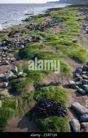 Algen am Strand in Penarth, Südwales, Großbritannien Stockfoto