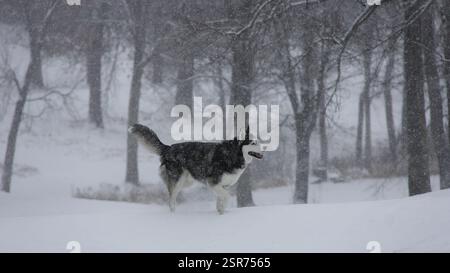 Majestätischer sibirischer Husky, der im Schnee verloren ist – Gigapixel Hyper Focus Stockfoto