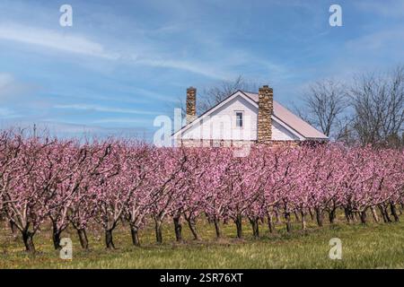 Pfirsichgarten in voller rosa Blüte mit einem rustikalen Bauernhaus in Niagara-on-the-Lake. Stockfoto