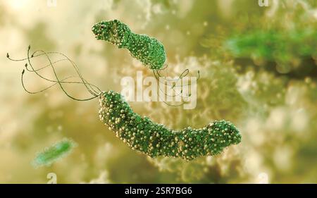 Illustration von Helicobacter pylori, einem Spiralbakterium, das Magengeschwüre und -Entzündungen verursacht. Stockfoto