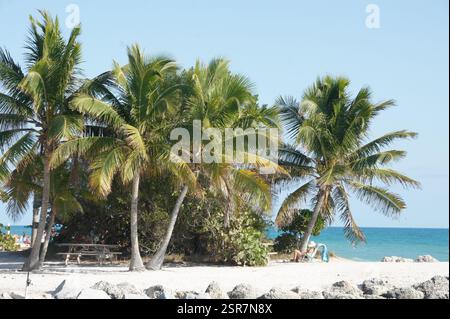 Palmen schweben sanft in der Brise, ein Picknicktisch sitzt in der Nähe, und eine Person sonnt sich in der Sonne am Sandstrand. Key West bietet einen ruhigen Rückzugsort Stockfoto