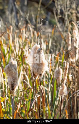 Flauschiger Katzenschwanz im Sumpf Nahaufnahme. Ein detaillierter Blick auf flauschige, reife Welpen, die hoch zwischen Sumpfgras stehen und ihre zarte Struktur hervorheben Stockfoto