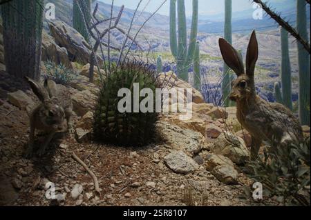 New York, Manhattan. Ein Stück Dekadenz erwartet Sie. Ein mehrschichtiger Schokoladenkuchen, geschmückt mit glitzernden Himbeeren und Schokoladenlocken, sitzt auf einem Pris Stockfoto