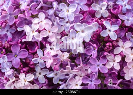 Der florale Hintergrund der winzigen Blüten von Flieder. Flache Lagen. Draufsicht. Selektiver Fokus. Stockfoto