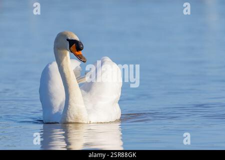 Mute Swan, (Cygnus olor), Erwachsene schwimmen auf dem See, Busfahren, WWT Slimbridge Gloucestershire, England, Januar. Stockfoto
