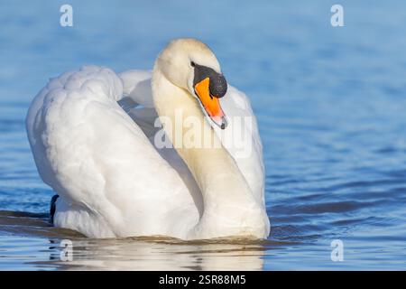 Mute Swan, (Cygnus olor), Erwachsene schwimmen auf dem See, Busfahren, WWT Slimbridge Gloucestershire, England, Januar. Stockfoto