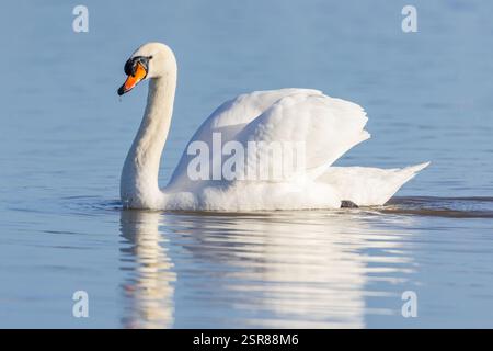Mute Swan, (Cygnus olor), Erwachsene schwimmen auf dem See, Busfahren, WWT Slimbridge Gloucestershire, England, Januar. Stockfoto