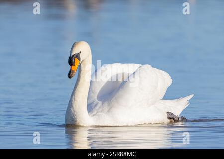 Mute Swan, (Cygnus olor), Erwachsene schwimmen auf dem See, Busfahren, WWT Slimbridge Gloucestershire, England, Januar. Stockfoto