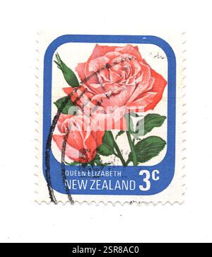 Eine alte Rose Briefmarke aus Neuseeland, isoliert auf weißem Hintergrund. Stockfoto