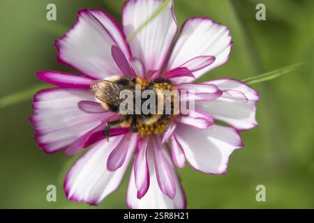 Hummel (Bombus spp.) ausgewachsenes Bieneninsekt, das sich von einer Cosmos-Blume ernährt, in einem städtischen Garten im Sommer, England, Vereinigtes Königreich, Europa Stockfoto