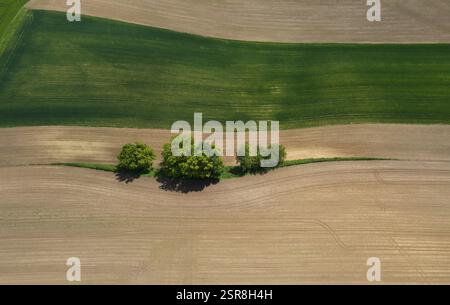 Drohnenansicht, Baumgruppe auf einem gepflügten Feld, landwirtschaftliche Landschaft, Innviertel, Oberösterreich, Österreich, Europa Stockfoto
