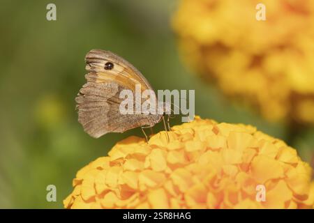 Wiese brauner Schmetterling (Maniola jurtina) ausgewachsenes Insektenfresser im Garten Marigold Blumen im Sommer, England, Vereinigtes Königreich, Europa Stockfoto
