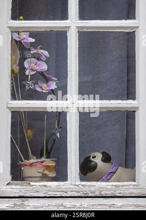 Ein Keramikhund und Orchideen stehen auf der Fensterbank hinter einem alten Fenster, Bretagne, Frankreich, Europa Stockfoto