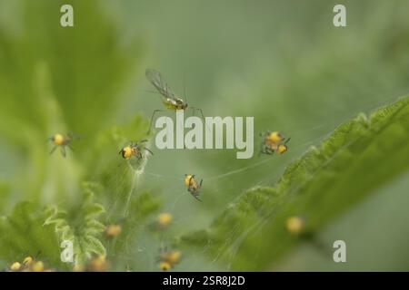 Geflügelte Blattläuse auf einem Brennnessel Blatt mit Baby-Gartenspinnen auf einem Netz im Sommer, England, Großbritannien, Europa Stockfoto