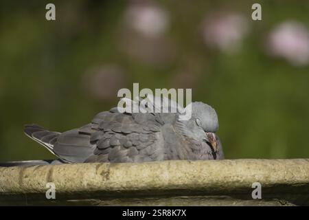 Holztaube (Columba palumbus) Jungvogel in einem Garten Wasservogelbad, England, Vereinigtes Königreich, Europa Stockfoto