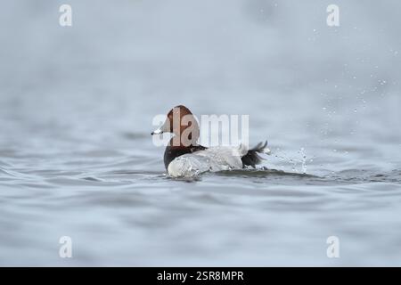 Gewöhnliche Pochard Ente (Aythya ferina), männlicher Vogel, der auf einem See badete, England, Vereinigtes Königreich, Europa Stockfoto