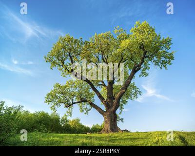 Riesige einsame Eiche auf einer Wiese im Frühling im Abendlicht, Flehmüller Eiche, Naturdenkmal, Nordhausen, Thüringen, Deutschland, Europa Stockfoto