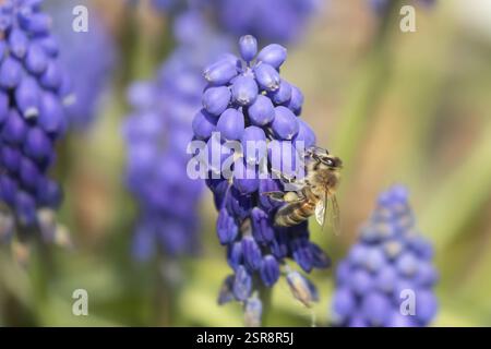 Honigbiene (APIs mellifera) erwachsenes Insekt, das im Frühjahr in England, Vereinigtes Königreich, Europa von einer Traubenhyazinthe (Muscari spp.) in einem städtischen Garten ernährt wird Stockfoto