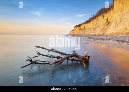 Das Hochufer im Abendlicht, Treibholz am Strand mit Kieselsteinen, Klippen bei Ahrenshoop, Fischland-Darss-Zingst, Mecklenburg-Vorpommern, Keim Stockfoto