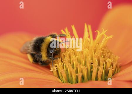 Die ausgewachsene Hummel (Bombus terrestris) ernährt sich von einer mexikanischen Sonnenblume (Tithonia spp.) in einem urbanen Garten im Sommer, England, Vereinigte Stockfoto