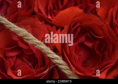 Eine schöne Nahaufnahme von frisch gepflückten roten Rosen, elegant in einer rustikalen Jutebox angeordnet. Dieses fesselnde Bild fängt die natürliche Schönheit des R ein Stockfoto