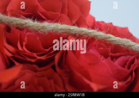 Eine schöne Nahaufnahme von frisch gepflückten roten Rosen, elegant in einer rustikalen Jutebox angeordnet. Dieses fesselnde Bild fängt die natürliche Schönheit des R ein Stockfoto