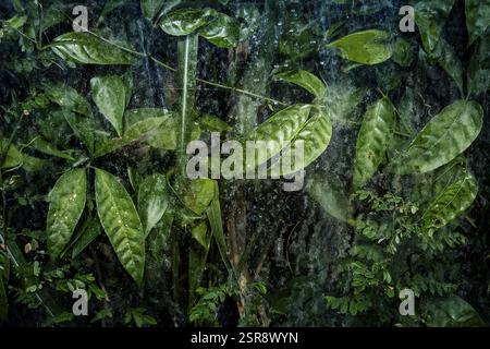 Pflanzen und grüne Blätter hinter Glas im Gewächshaus, Struktur, Hintergrund, Flora, Kunst, Textur, Transparenz, abstrakt, Detail, grün Stockfoto