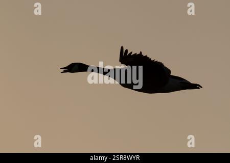 Kanadas Gans (Branta canadensis) Silhouette eines erwachsenen Vogels, der bei Sonnenuntergang im Flug anruft, England, Vereinigtes Königreich, Europa Stockfoto