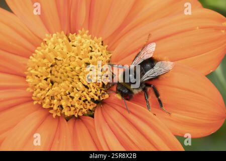 Hummel (Bombus spp.) ausgewachsene Biene, die im Sommer in einem städtischen Garten von einer mexikanischen Sonnenblume (Tithonia spp.) ernährt wird Stockfoto