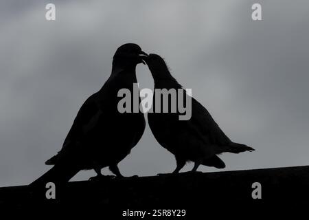 Holztaube (Columba palumbus) Silhouette eines jungen cobb-Vogels, der von einem erwachsenen Vogel auf einem Dach eines Stadthauses gefüttert wird, England, Vereinigtes Königreich, EUR Stockfoto