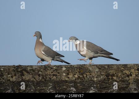 Holztaube (Columba palumbus) zwei ausgewachsene Vögel auf einem Dach eines Stadthauses, wobei ein Vogel den anderen während der Balzschau jagt, England, United Stockfoto