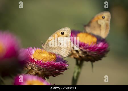 Wiesenbrauner Schmetterling (Maniola jurtina) erwachsenes Insektenfutter auf Garten Strohblumenblüten im Sommer, England, Vereinigtes Königreich, Europa Stockfoto