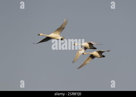 Bewick's Schwan (Cygnus columbianus) drei Erwachsene Vögel fliegen, England, Vereinigtes Königreich, Europa Stockfoto