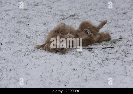 Hund spielt im Schnee und rollt auf dem Boden, Deutschland, Europa Stockfoto