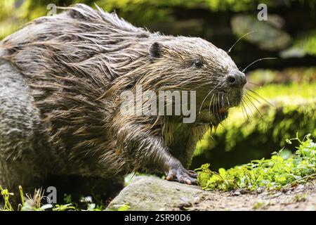 Eurasischer Biber (Castorfaser) am Abend auf dem Boden, Bayern, Deutschland, Europa Stockfoto