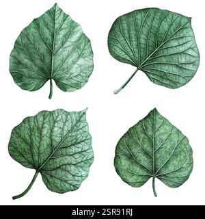 Eine handgezeichnete Aquarellillustration der handgezeichneten Lotusblätter-Set-Kollektion, die bildgezeichnet und vektorisiert wurde. Die Illustration ist perfekt für jeden Stock Vektor