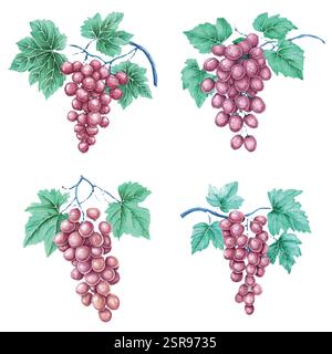 Eine handgezeichnete Aquarellabbildung von handgezeichneten Aquarellen aus Trauben mit Blättern, die nachgezeichnet und vektorisiert wurden. Die Abbildung ist perfe Stock Vektor