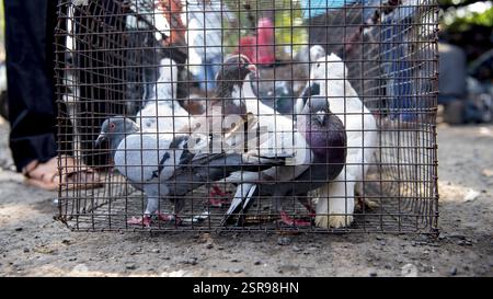 Tauben im Käfig, Tauben Markt, Pune, Maharashtra, Indien, Asien Stockfoto