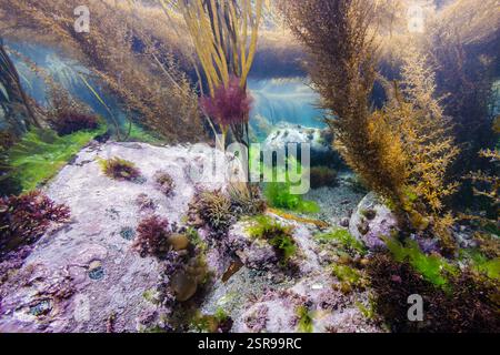 Snakelocks Anemone (Anemonia viridis) und verschiedene braune und grüne Algen, im flachen, sonnendurchfluteten Meer vor der Insel Guernsey Stockfoto